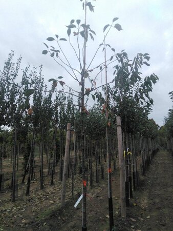 Prunus avium= boskers 10-12 Hoogstam wortelgoed - afbeelding 6