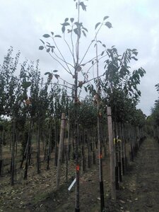 Prunus avium= boskers 10-12 Hoogstam wortelgoed - afbeelding 6