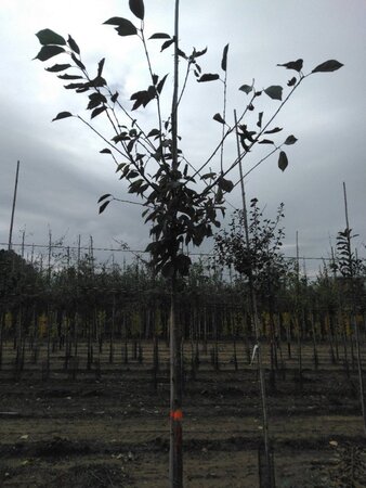 Prunus avium= boskers 10-12 Hoogstam wortelgoed - afbeelding 3