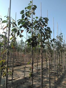 Prunus avium= boskers 10-12 Hoogstam wortelgoed - afbeelding 5