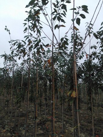 Prunus avium= boskers 10-12 Hoogstam wortelgoed - afbeelding 2