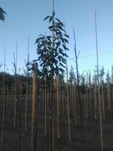Prunus avium= boskers 10-12 Hoogstam wortelgoed - afbeelding 1