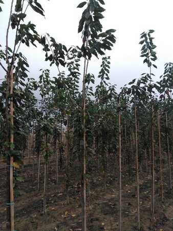 Prunus avium= boskers 10-12 Hoogstam wortelgoed - afbeelding 11