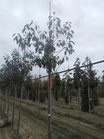 Prunus avium= boskers 10-12 Hoogstam wortelgoed - afbeelding 4