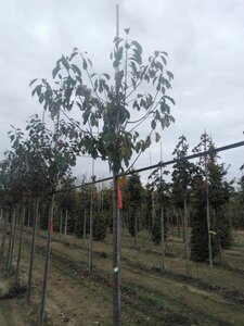 Prunus avium= boskers 10-12 Hoogstam wortelgoed - afbeelding 4