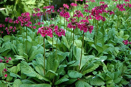 Primula bulleesiana geen maat specificatie 0,55L/P9cm