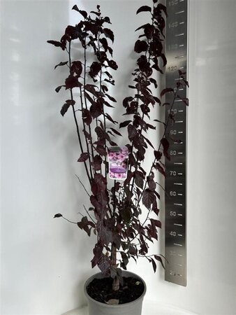 Prunus cer. 'Nigra'= 'Pissardii' 100-120 cm cont. 10L - afbeelding 2