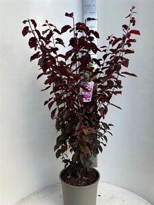 Prunus cer. 'Nigra'= 'Pissardii' 100-120 cm cont. 10L - afbeelding 3