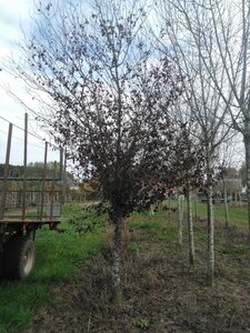 Prunus cer. 'Nigra'= 'Pissardii' 25-30 HS WRB