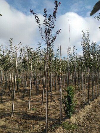Prunus cer. 'Nigra'= 'Pissardii' 6-8 Hoogstam wortelgoed - afbeelding 1