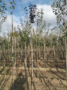 Prunus cer. 'Nigra'= 'Pissardii' 6-8 Hoogstam wortelgoed - afbeelding 2