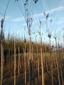 Prunus cer. 'Nigra'= 'Pissardii' 6-8 Hoogstam wortelgoed - afbeelding 3