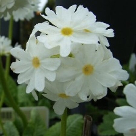 Primula dent. 'Alba' geen maat specificatie 0,55L/P9cm - afbeelding 1