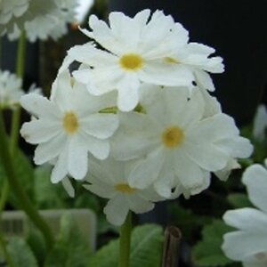 Primula dent. 'Alba' geen maat specificatie 0,55L/P9cm
