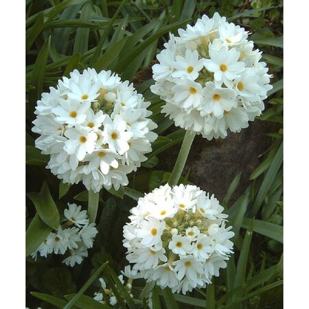Primula dent. 'Alba' geen maat specificatie 0,55L/P9cm - afbeelding 2