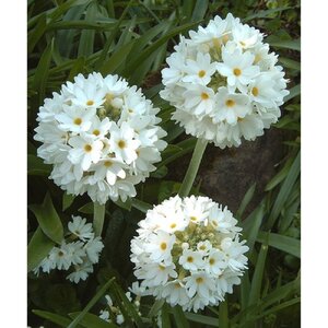 Primula dent. 'Alba' geen maat specificatie 0,55L/P9cm - afbeelding 2