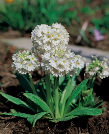 Primula dent. 'Alba' geen maat specificatie 0,55L/P9cm - afbeelding 3