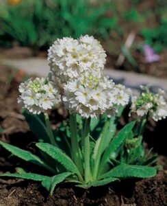 Primula dent. 'Alba' geen maat specificatie 0,55L/P9cm - afbeelding 3
