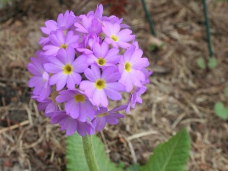 Primula denticulata geen maat specificatie 0,55L/P9cm - afbeelding 2