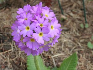 Primula denticulata geen maat specificatie 0,55L/P9cm - afbeelding 2