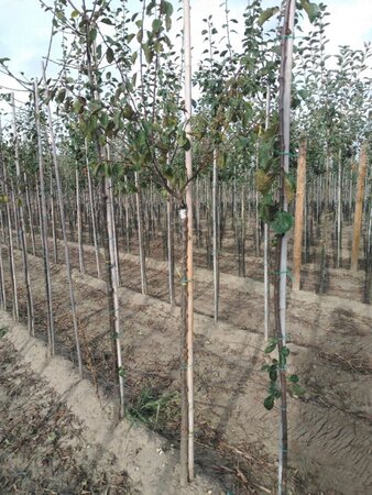 Prunus d. 'Reine Claude d'Althan' = Conducta 8-10 Halfstam wortelgoed - afbeelding 2