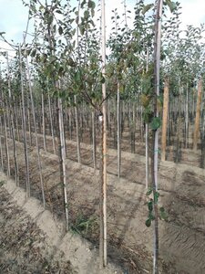 Prunus d. 'Reine Claude d'Althan' = Conducta 8-10 Halfstam wortelgoed - afbeelding 2