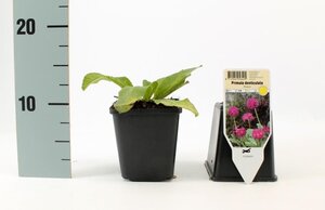 Primula dent. 'Rubin' geen maat specificatie 0,55L/P9cm