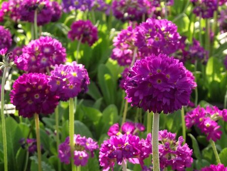 Primula dent. 'Rubin' geen maat specificatie 0,55L/P9cm - afbeelding 1