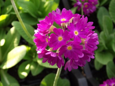 Primula dent. 'Rubin' geen maat specificatie 0,55L/P9cm - afbeelding 2