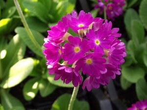 Primula dent. 'Rubin' geen maat specificatie 0,55L/P9cm - afbeelding 2