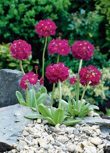 Primula dent. 'Rubin' geen maat specificatie 0,55L/P9cm - afbeelding 3
