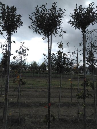 Prunus eminens 'Umbraculifera' 10-12 Hoogstam wortelgoed - afbeelding 3