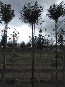 Prunus eminens 'Umbraculifera' 10-12 Hoogstam wortelgoed - afbeelding 3