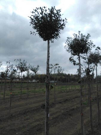 Prunus eminens 'Umbraculifera' 12-14 Hoogstam wortelgoed 2 X verplant - afbeelding 3