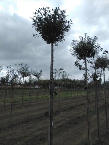 Prunus eminens 'Umbraculifera' 12-14 Hoogstam wortelgoed 2 X verplant - afbeelding 3