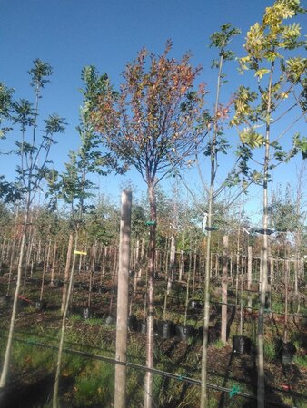 Prunus eminens 'Umbraculifera' 16-18 Hoogstam BAG - afbeelding 3