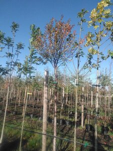 Prunus eminens 'Umbraculifera' 16-18 Hoogstam BAG - afbeelding 3