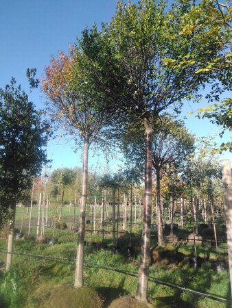 Prunus eminens 'Umbraculifera' 30-35 Hoogstam draadkluit 4 X verplant - afbeelding 3