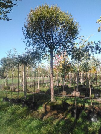 Prunus eminens 'Umbraculifera' 30-35 STA WRB 4 X V - image 4