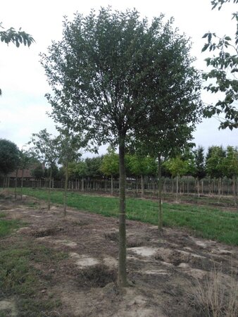 Prunus eminens 'Umbraculifera' 30-35 STA WRB 4 X V - image 5