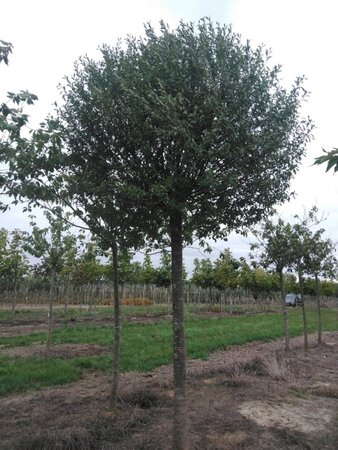 Prunus eminens 'Umbraculifera' 35-40 Hoogstam draadkluit 4 X verplant - afbeelding 3