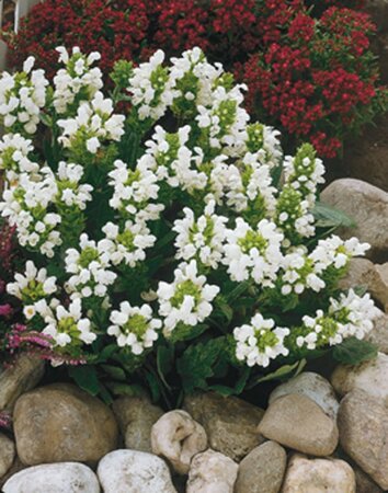 Prunella grand. 'Alba' geen maat specificatie 0,55L/P9cm - afbeelding 1