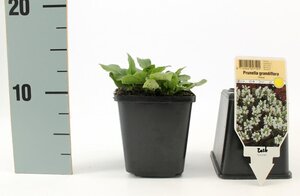 Prunella grand. 'Alba' geen maat specificatie 0,55L/P9cm