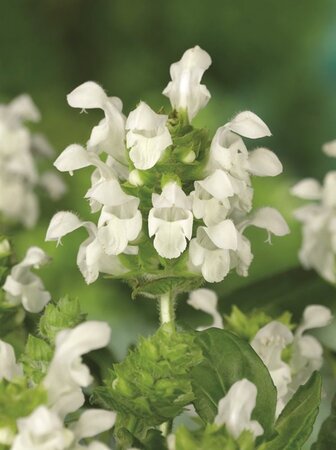 Prunella grand. 'Alba' geen maat specificatie 0,55L/P9cm - afbeelding 3