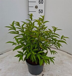 Prunus glandulosa 'Alba Plena' 40-50 cm cont. 3,0L