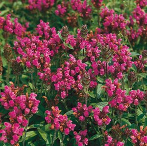 Prunella grand. 'Rubra' geen maat specificatie 0,55L/P9cm