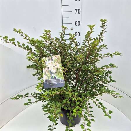 Prunus incisa 'Kojou-no-mai' 50-60 cm cont. 10L - afbeelding 1