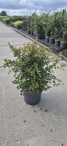 Prunus incisa 'Kojou-no-mai' 50-60 cm cont. 10L