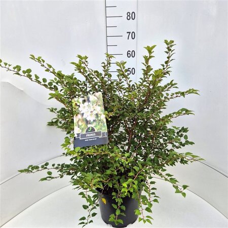 Prunus incisa 'Kojou-no-mai' 50-60 cm cont. 10L - afbeelding 2