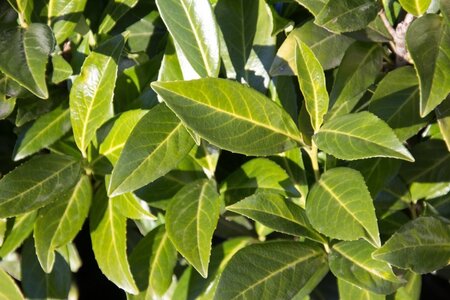 Prunus l. 'Caucasica' 60-80 cm cont. 4,0L - afbeelding 2